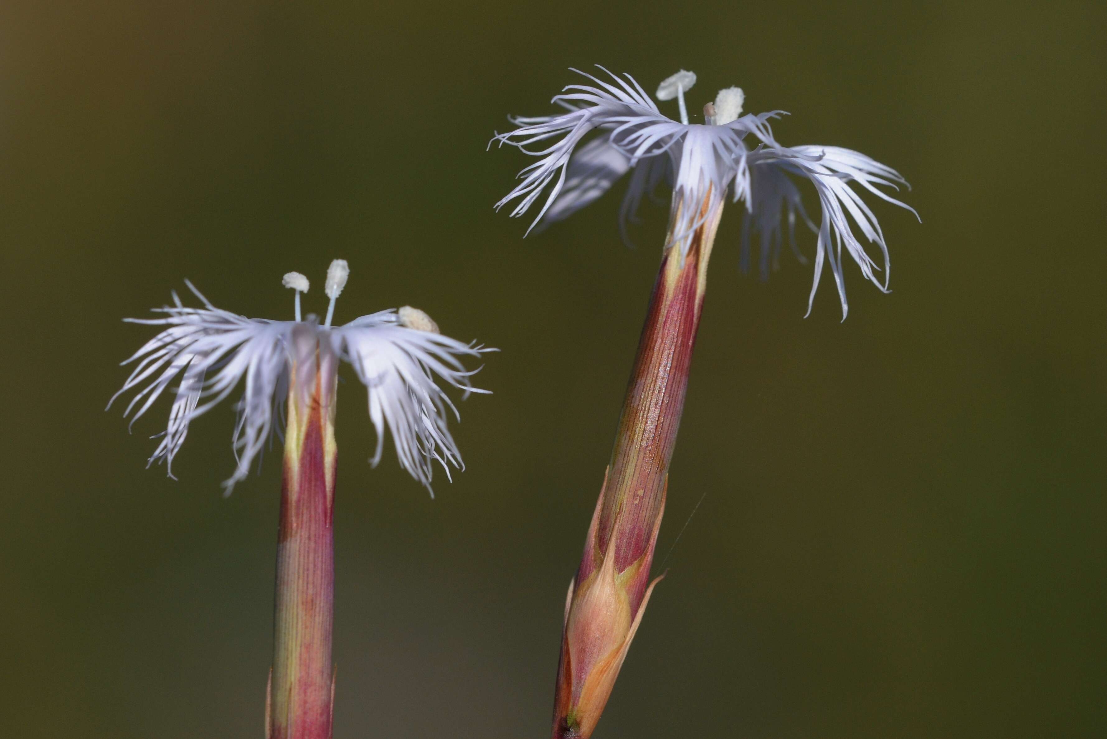 Image of hairy carnation