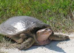 Image of Florida Softshell Turtle