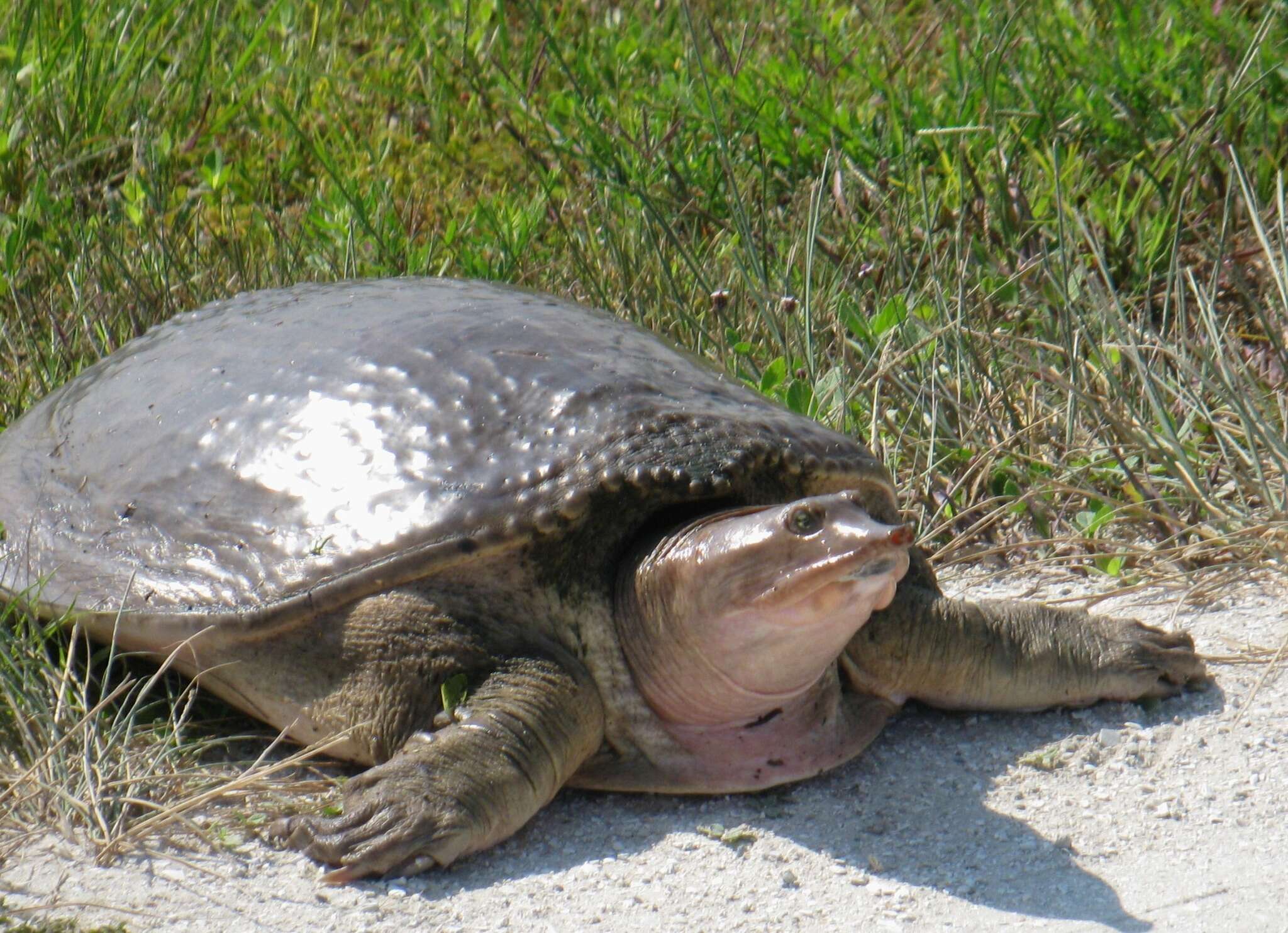 Image of Florida Softshell Turtle