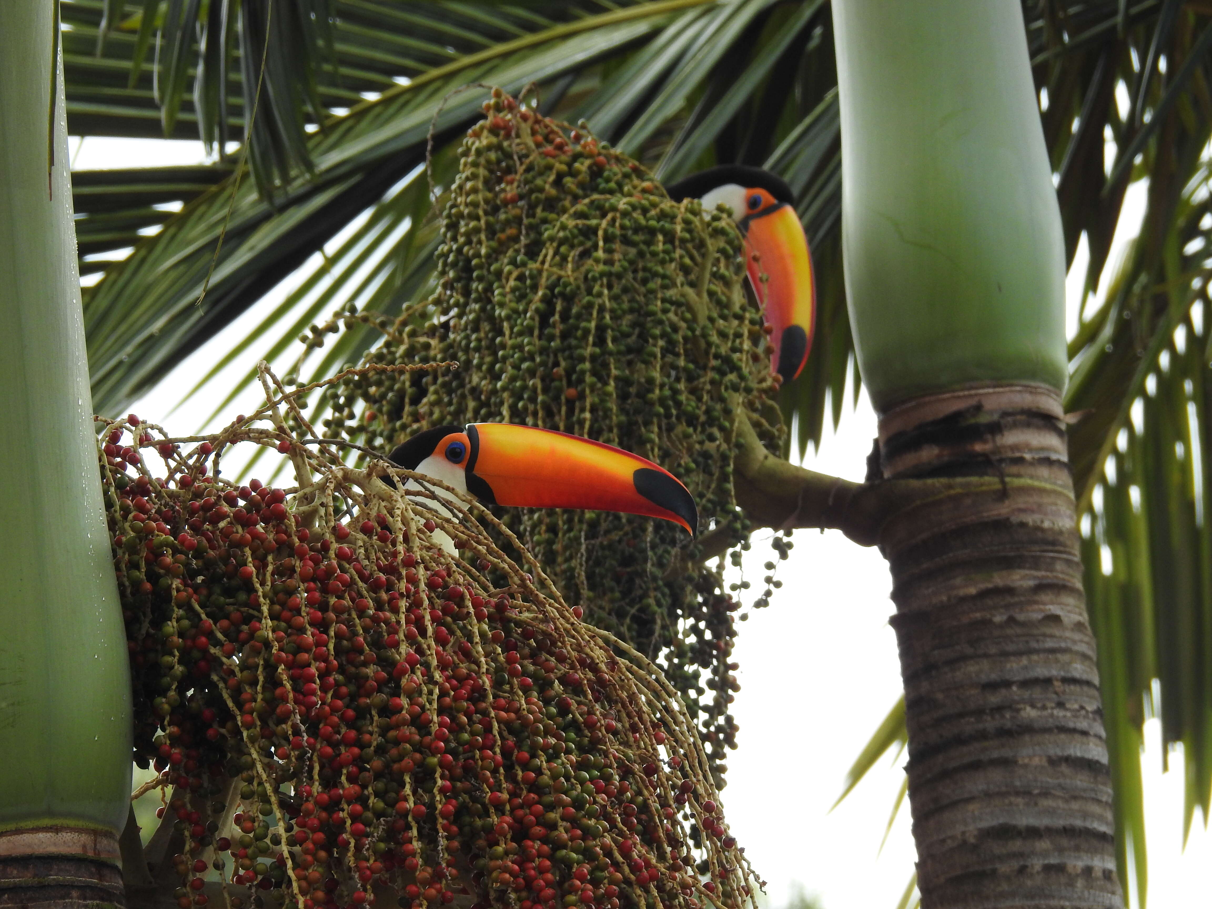 Image of Toco Toucan