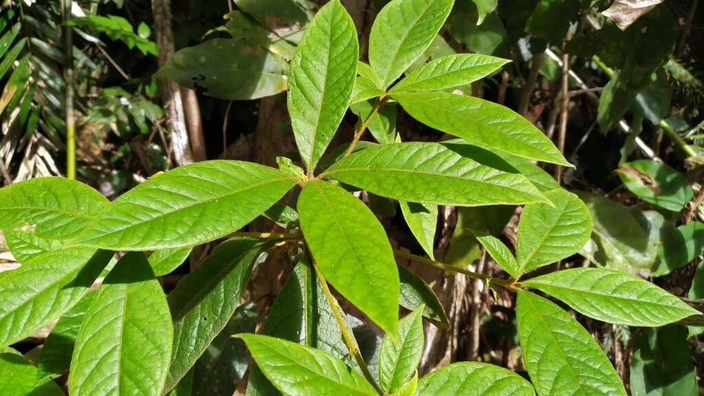 Image of Atractocarpus hirtus (F. Muell.) Puttock