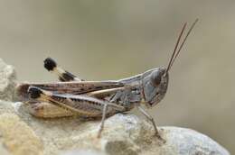 Image of Ramburiella (Ramburiella) hispanica (Rambur 1838)