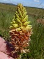 Image of Aloe modesta Reynolds