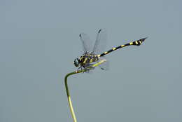 صورة Ictinogomphus rapax (Rambur 1842)