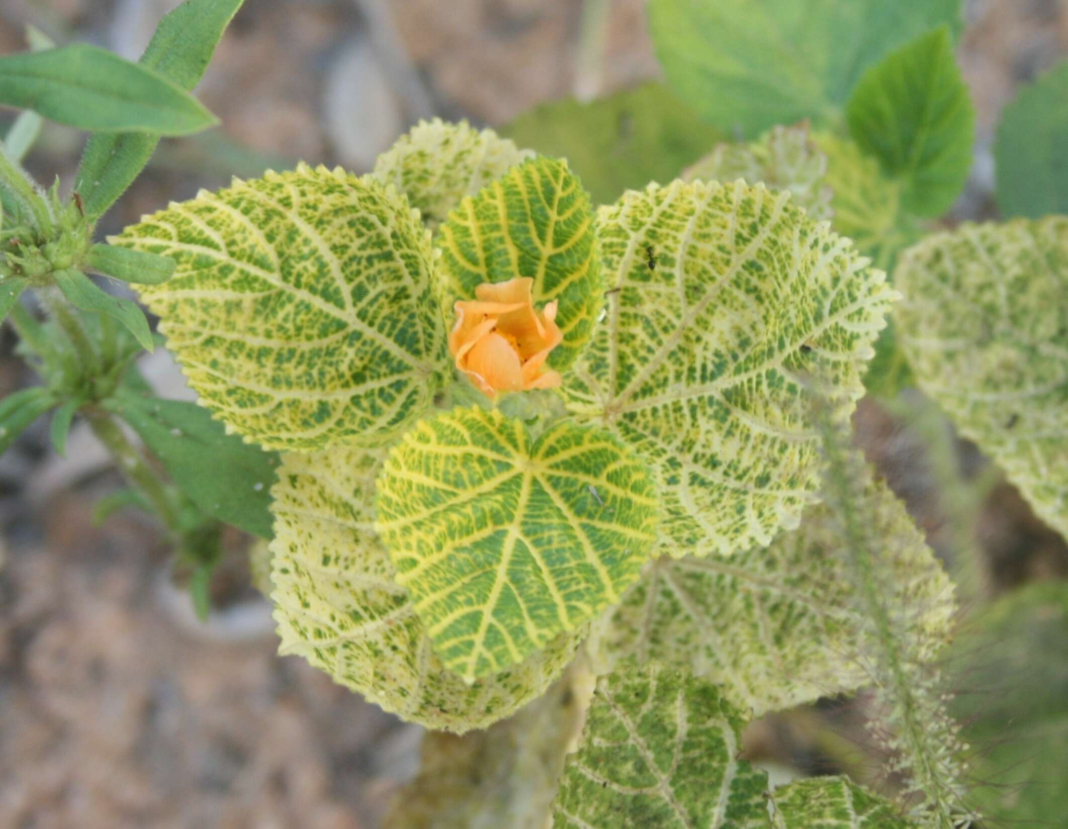 Image of country mallow