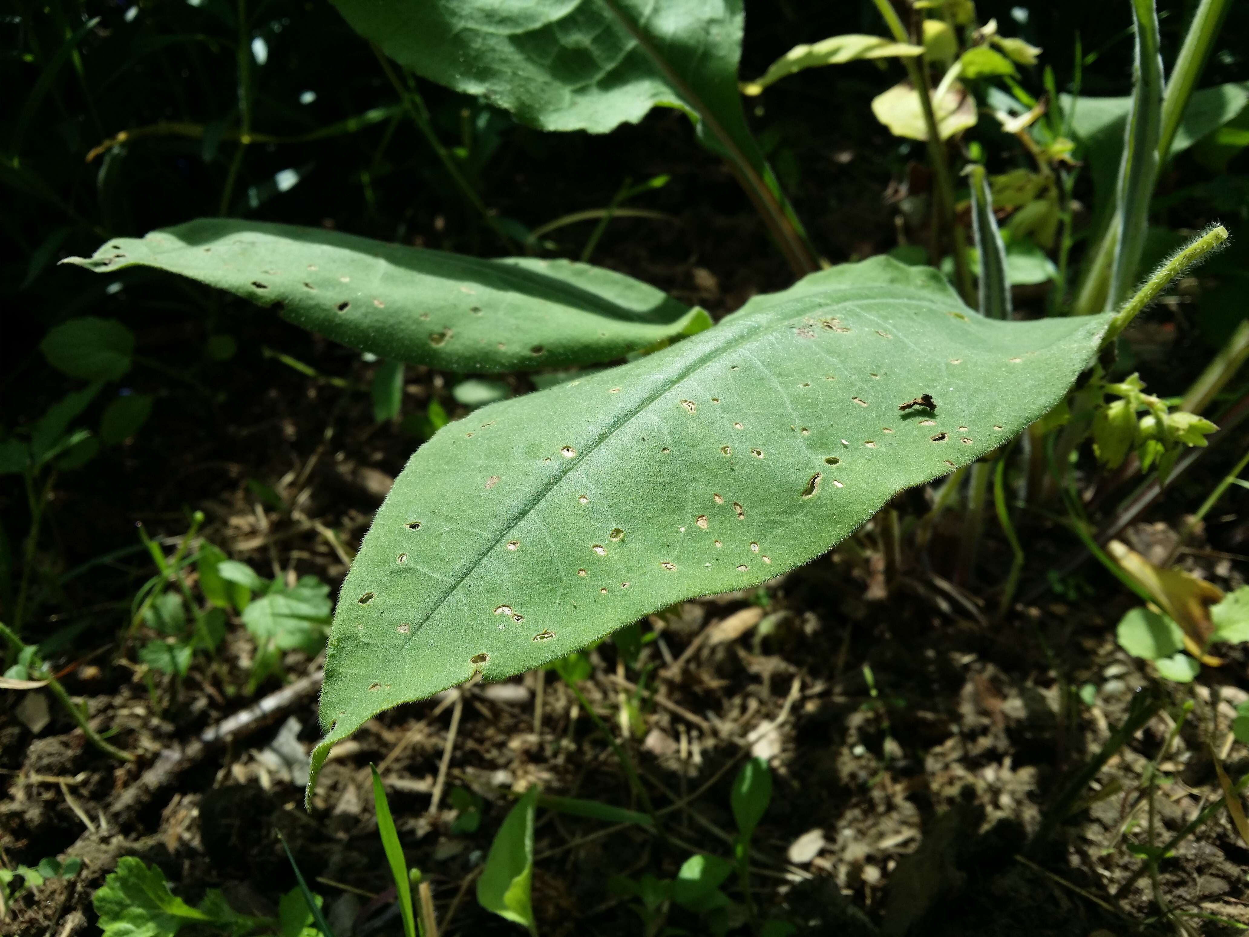 Image of Pulmonaria mollis Hornem.