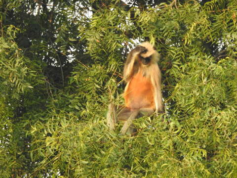 Image of Dussumier's Malabar Langur