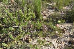 Image of Leucospermum saxatile (Salisb. ex Knight) Rourke