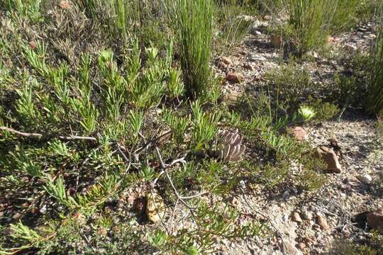 Image of Leucospermum saxatile (Salisb. ex Knight) Rourke