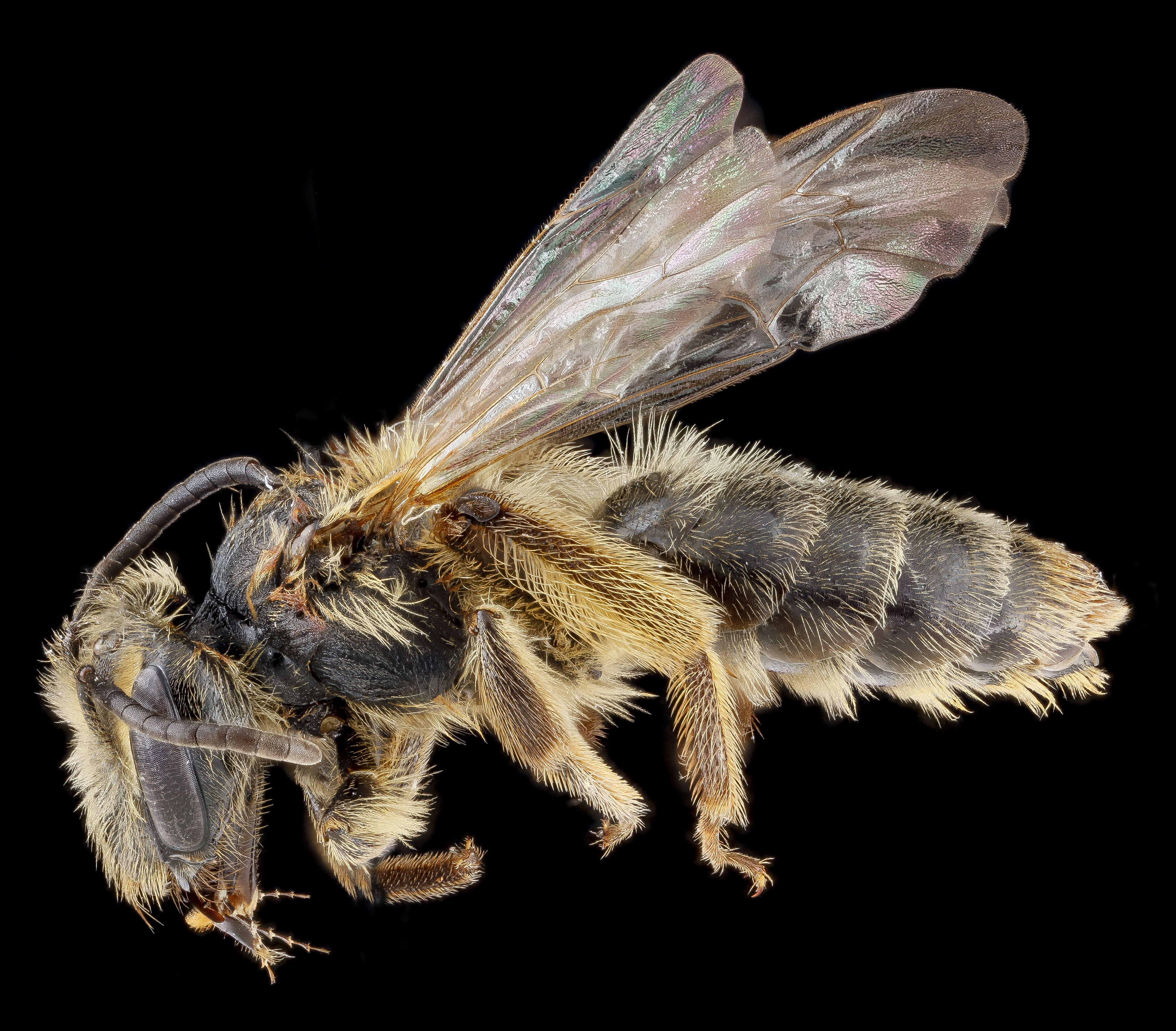 Image of Andrena carolina Viereck 1909