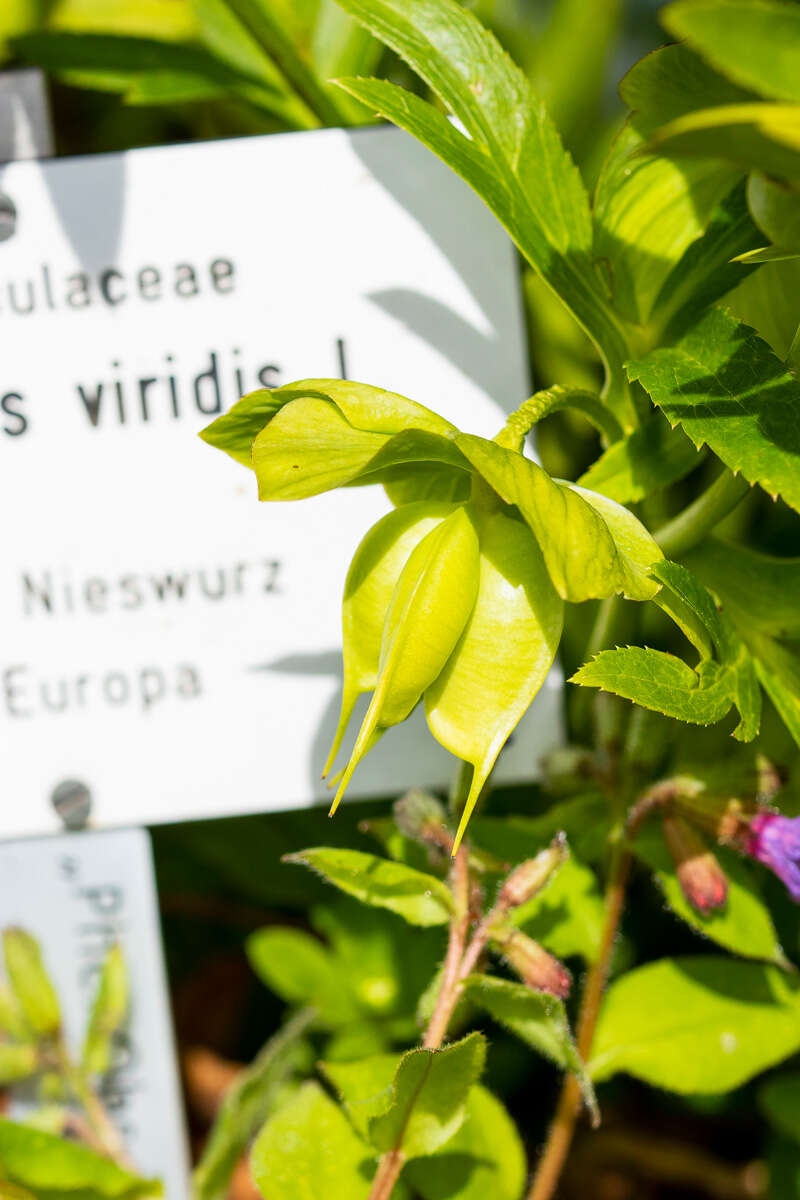 Image of Green Hellebore