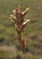 Image of Flat-sedge