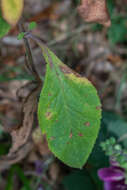 Image of Foxglove