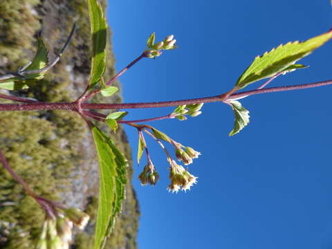 Image of spreading snakeroot