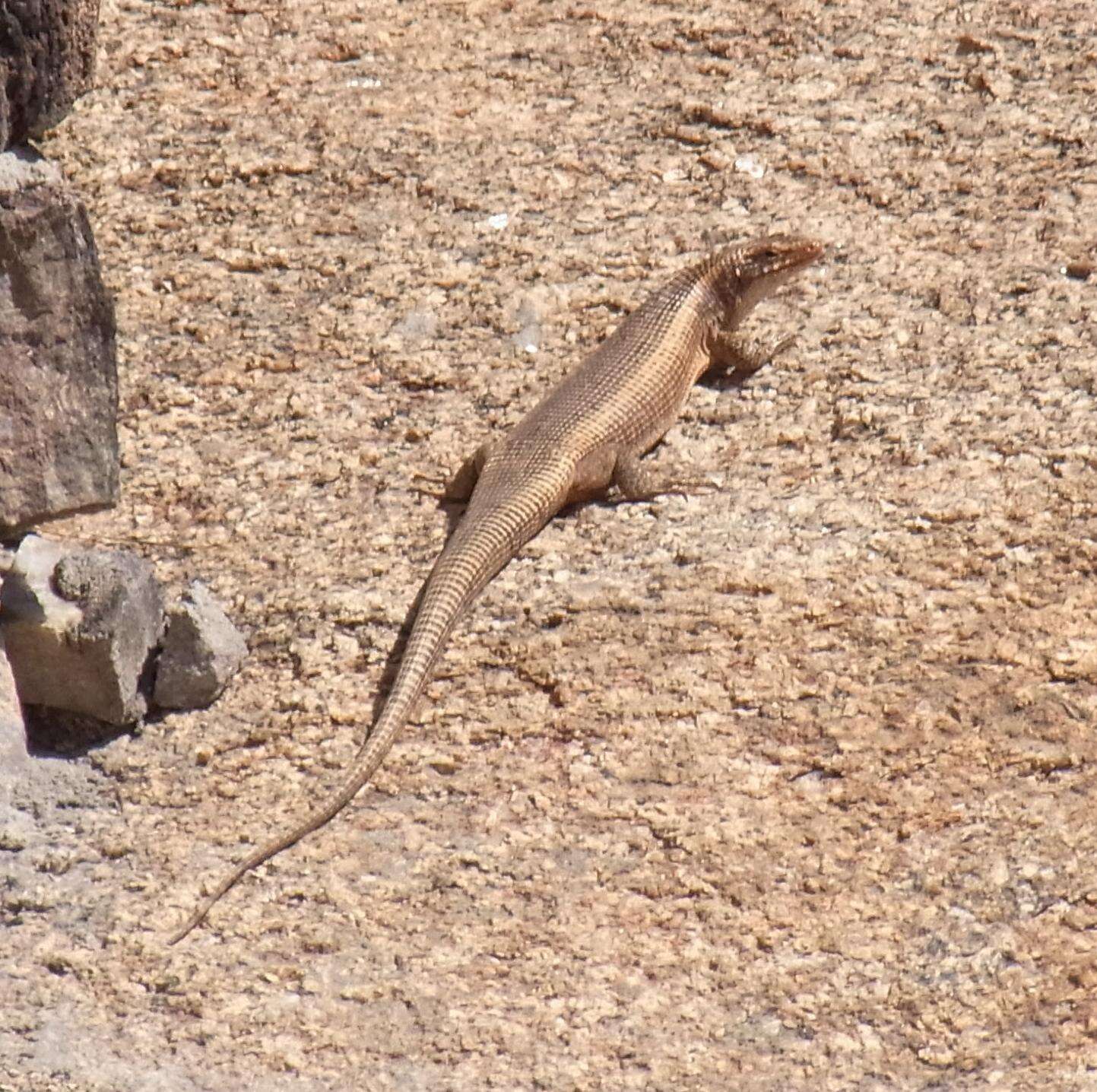 Image of Western Rock Skink