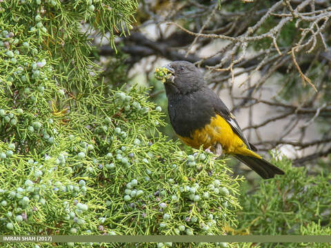 Image of White-winged Grosbeak