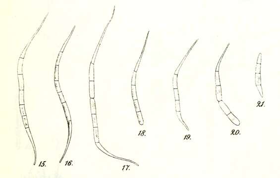 Image of Raphidonema Lagerheim 1892