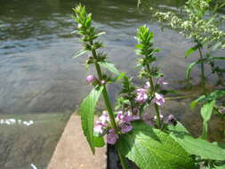 Слика од Stachys palustris L.