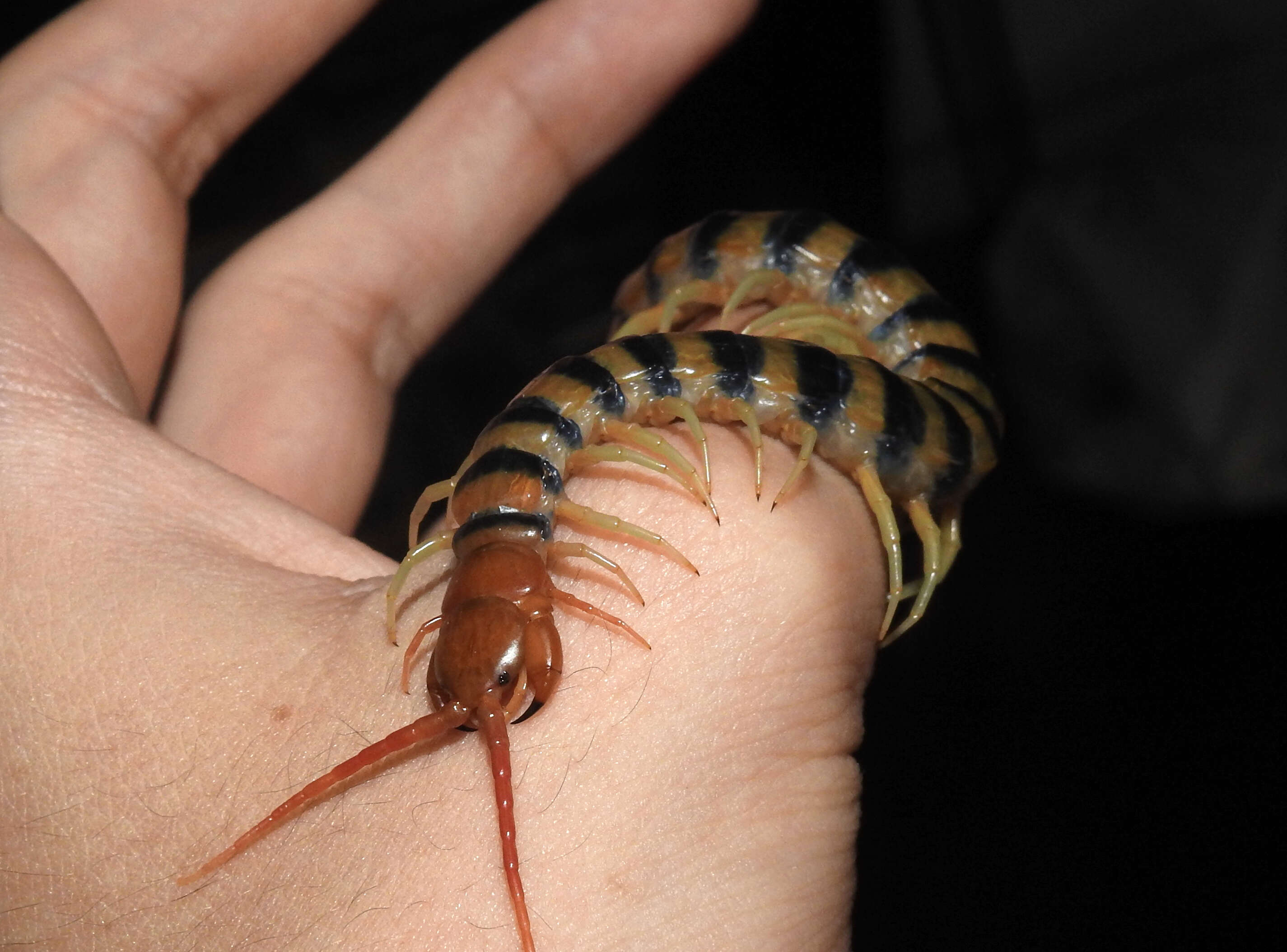 Image of red-headed centipede