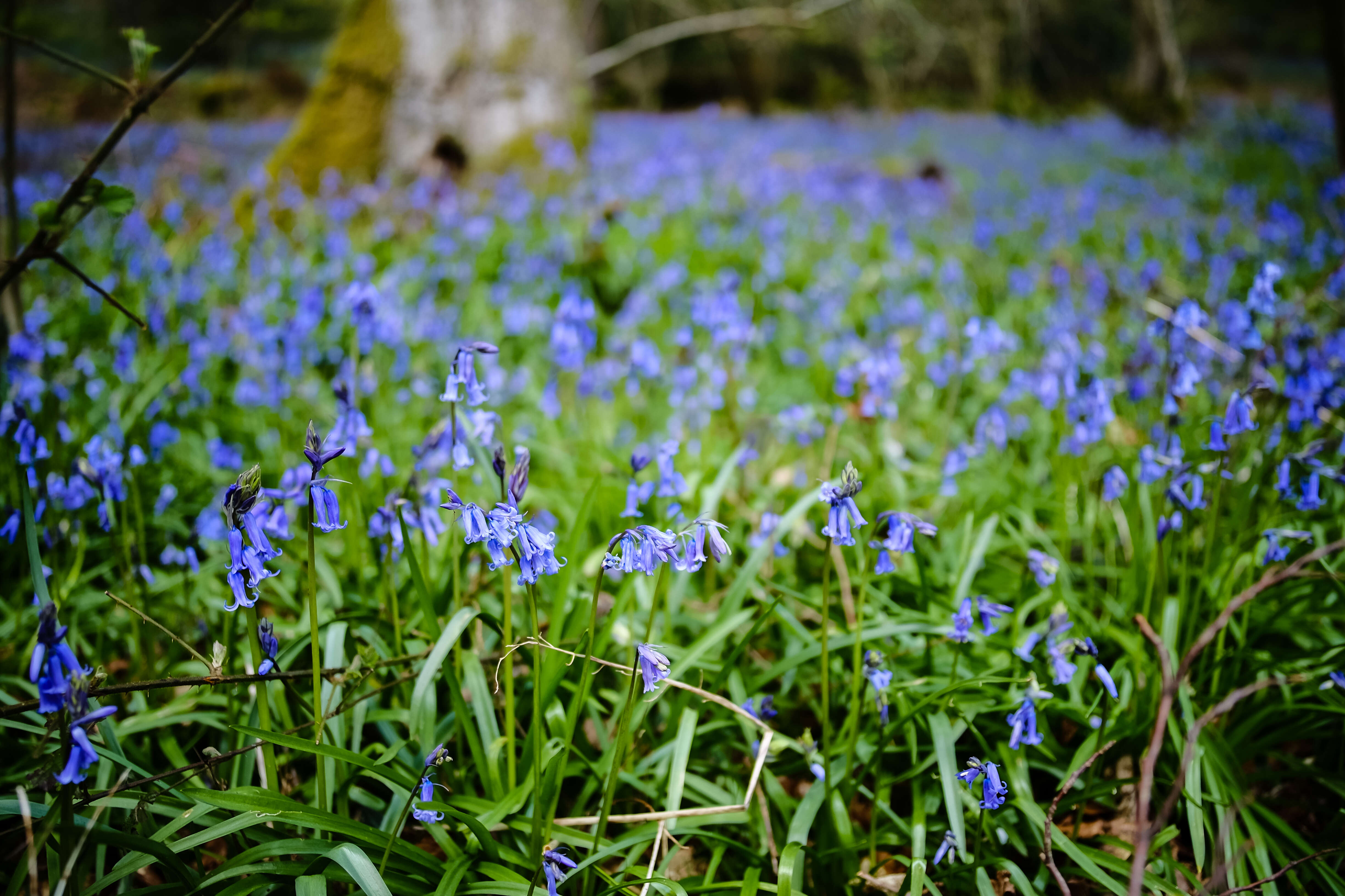 Image of Common Bluebell