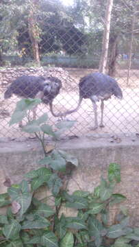 Image of ostriches