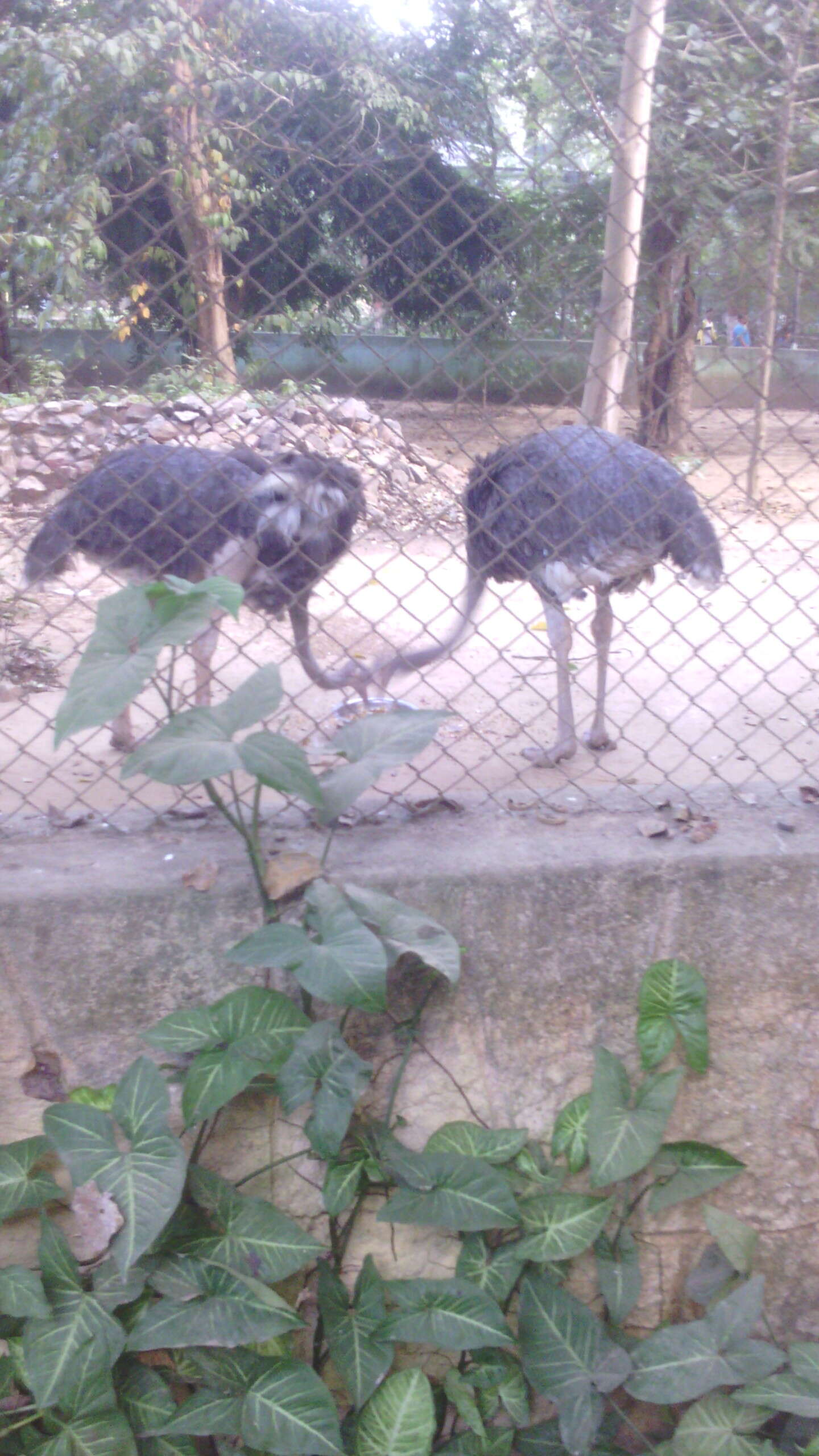 Image of ostriches