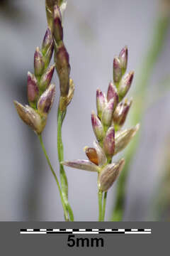 Image of Indian lovegrass