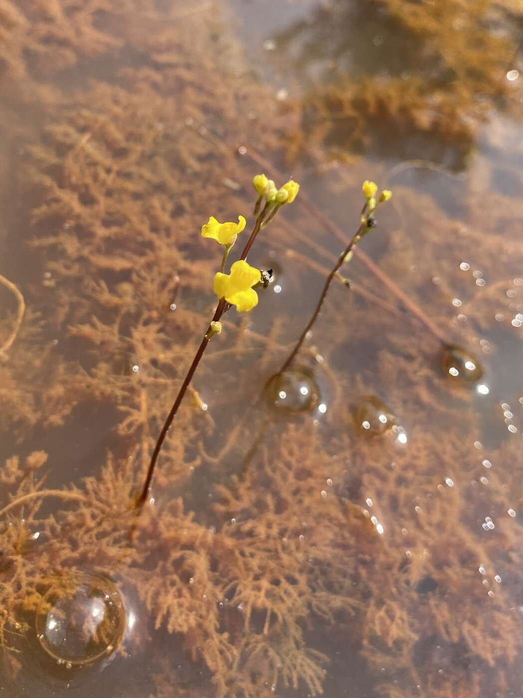 Plancia ëd Utricularia geminiscapa Benj.