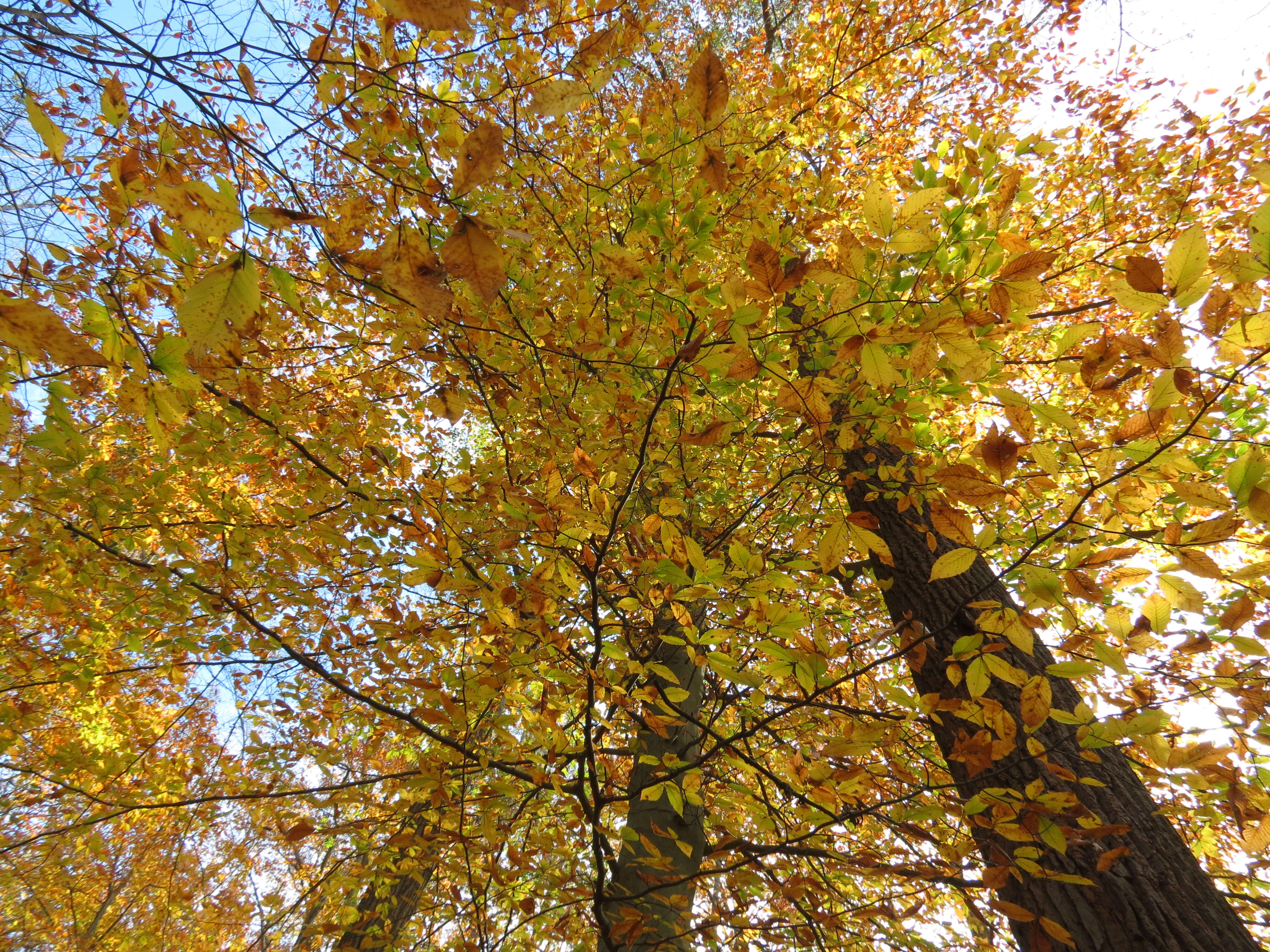 Image de Hêtre à grandes feuilles