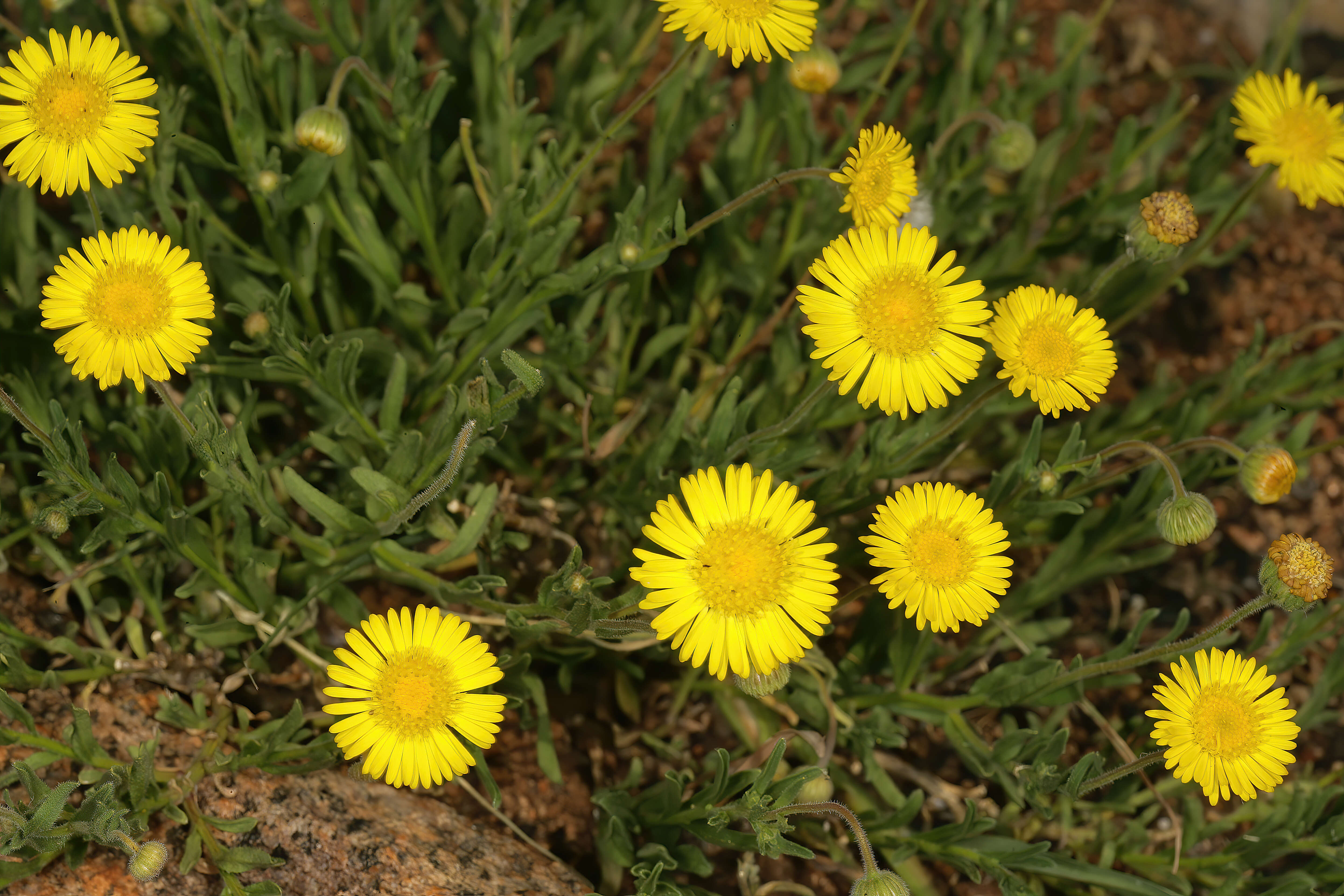 Image of Yellow felicia