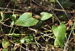 Plancia ëd Fallopia convolvulus (L.) A. Löve