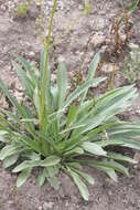 Image of tobacco root