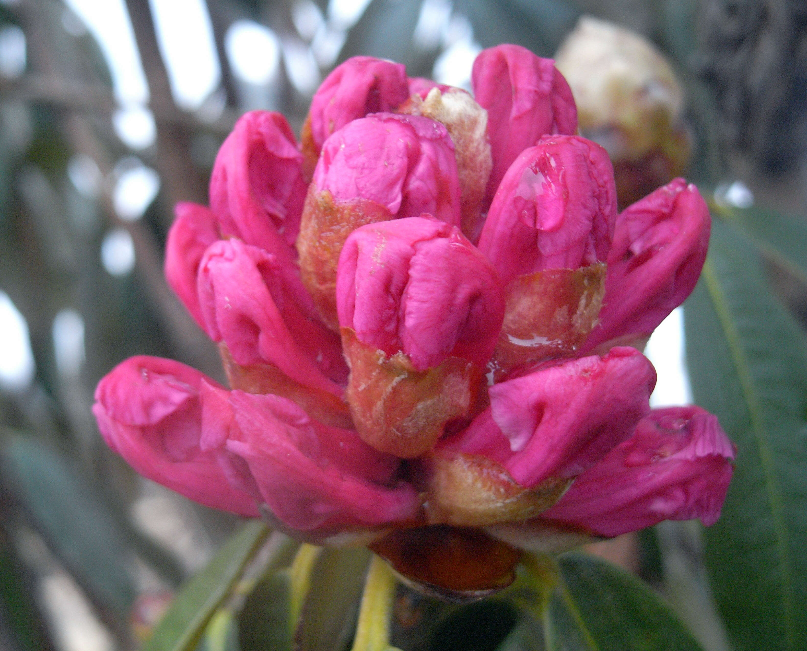 Image of Tree Rhododendron