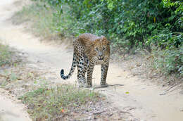 Image of Leopard