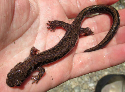 Image of Long-tailed clawed salamander