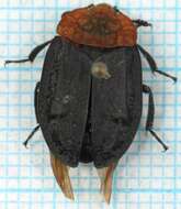 Image of Red-breasted Carrion Beetle