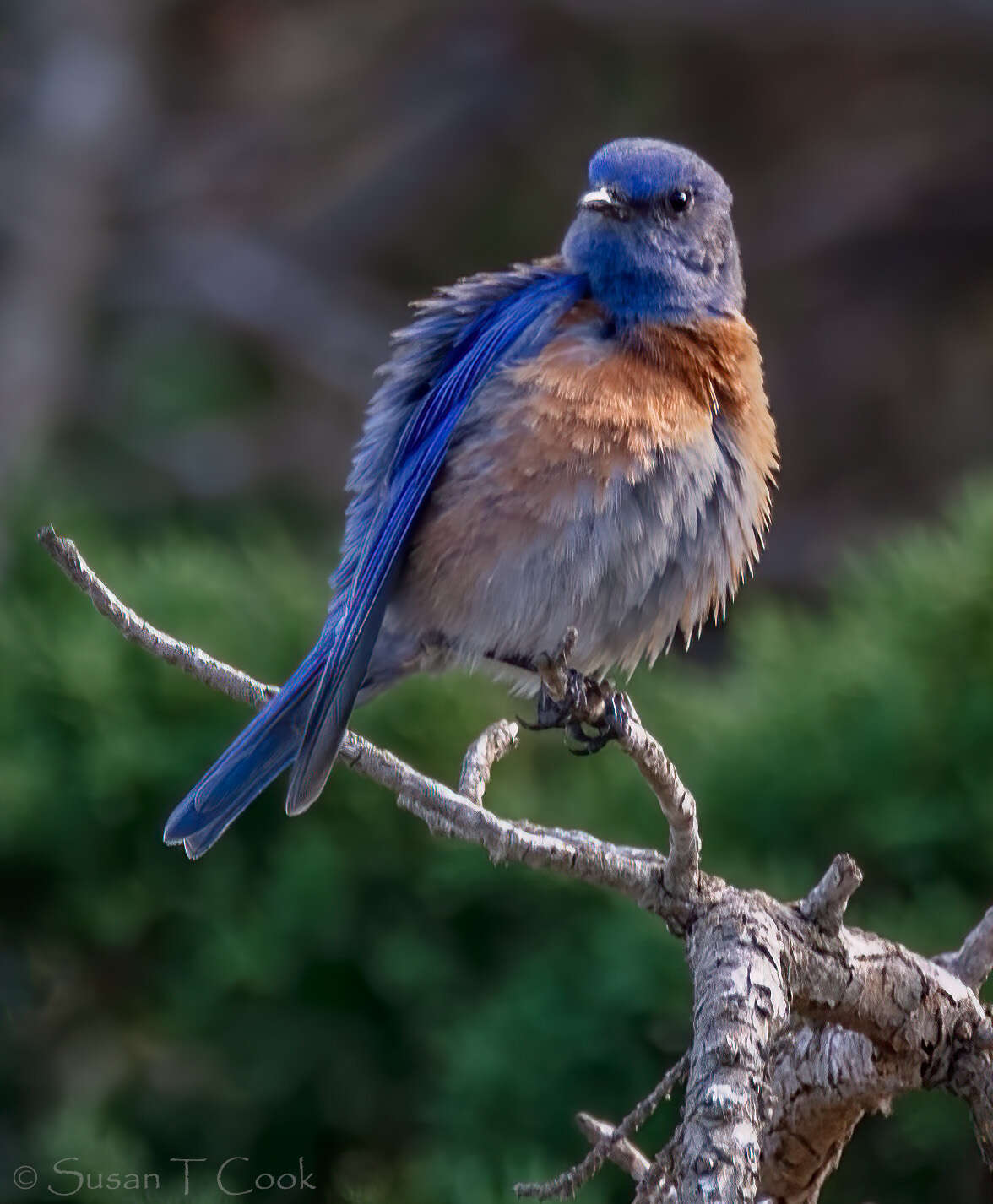 Image of Western Bluebird