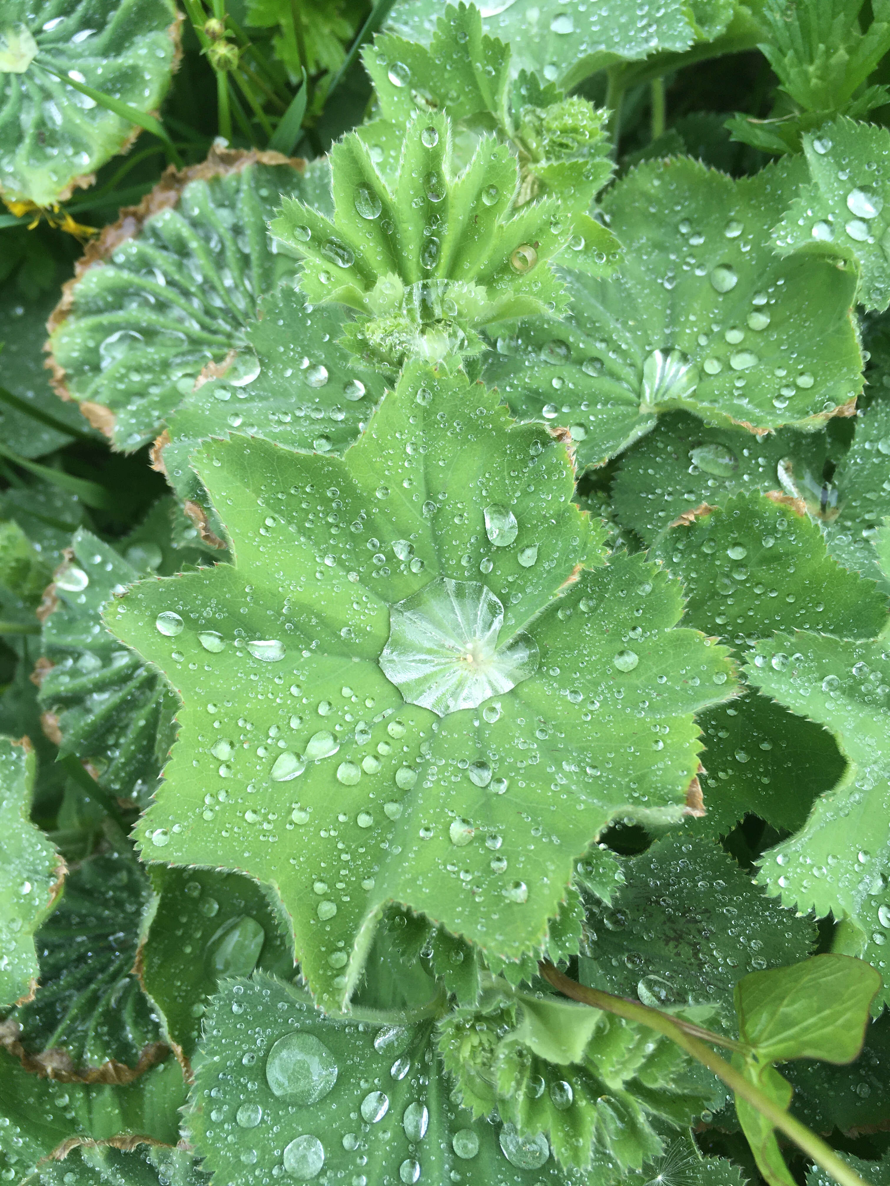 Image of lady's mantle