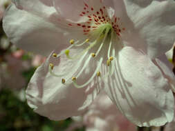 Image of Rhododendron schlippenbachii Maxim.