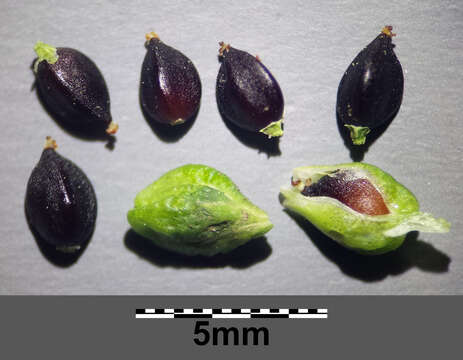Image of Water-pepper