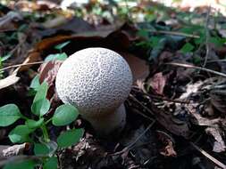 Imagem de Lycoperdon excipuliforme (Scop.) Pers. 1801