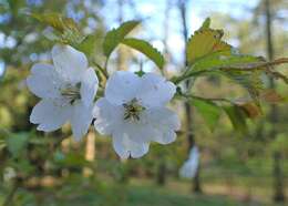 Prunus incisa C. P. Thunb. ex A. Murray resmi