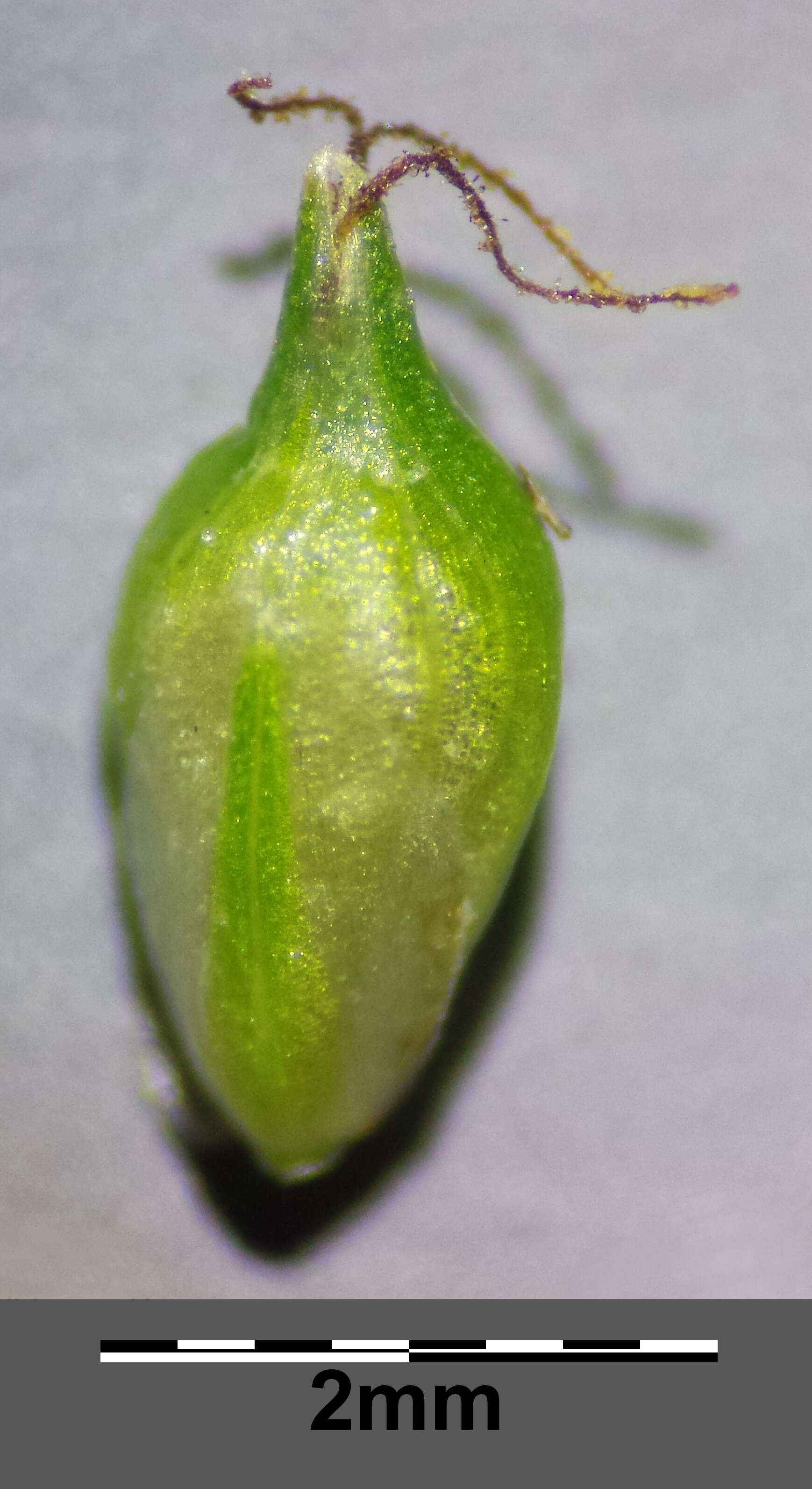 Image of Carex viridula