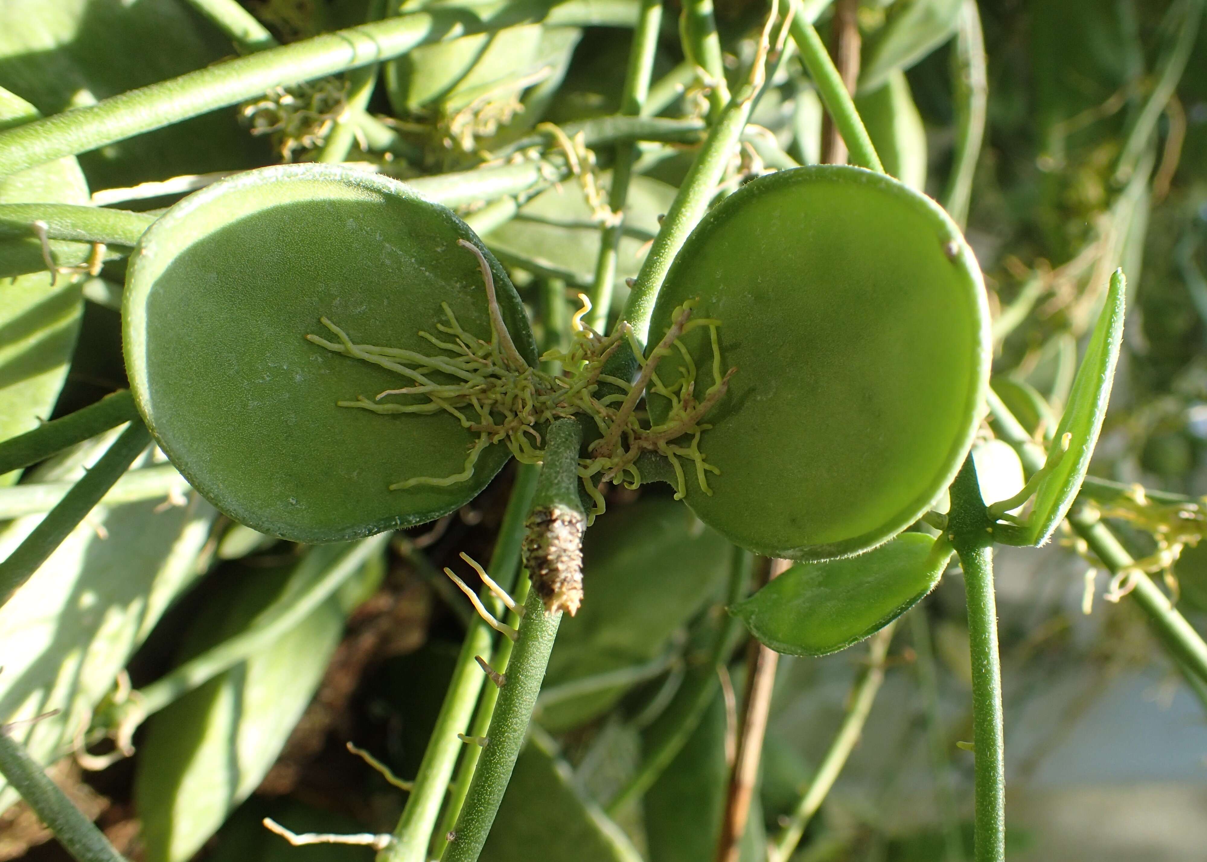 Image of Dischidia major (Vahl) Merr.