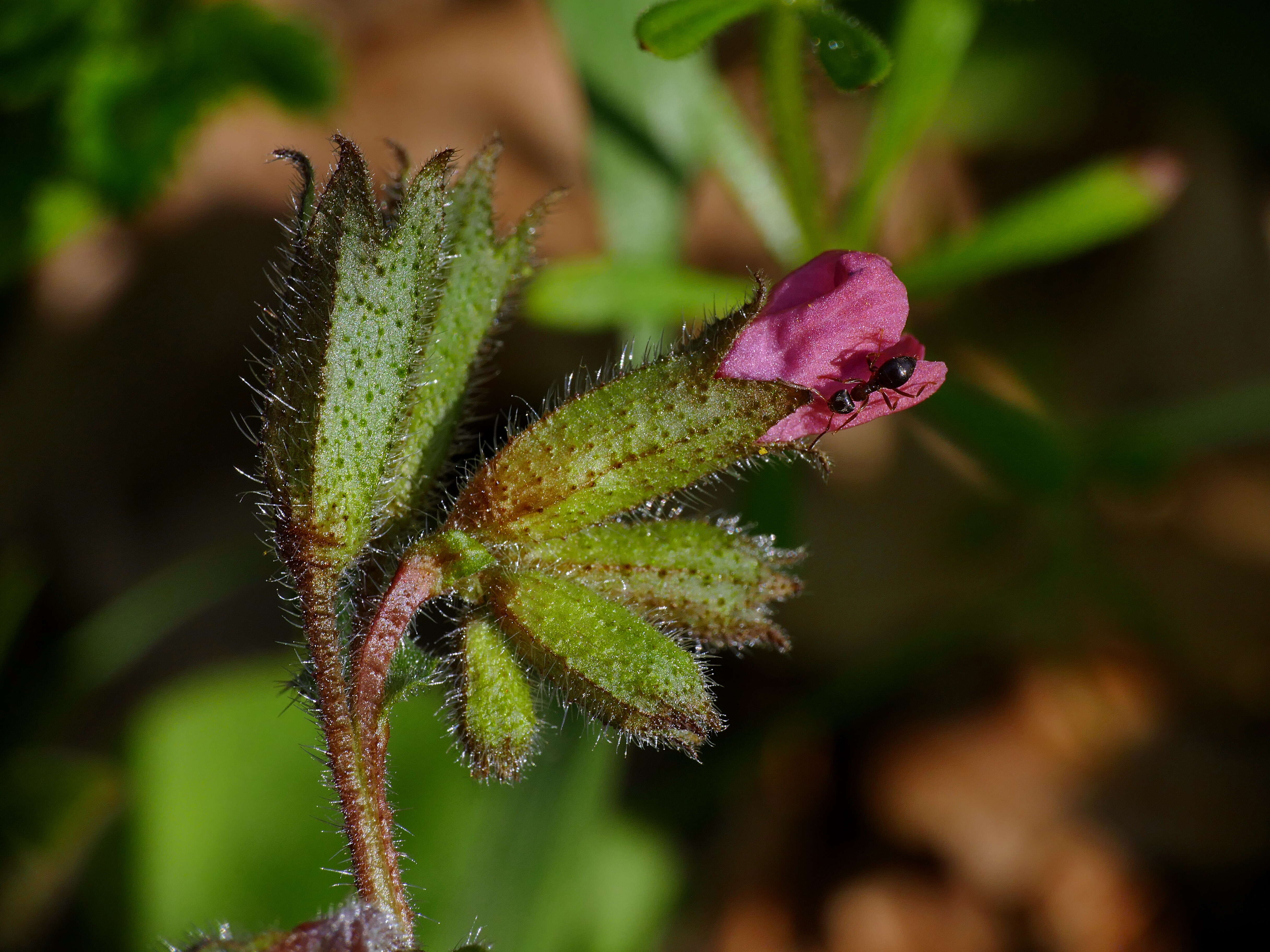 Image of Pulmonaria obscura Dumort.