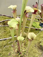 Image of Green Pitcherplant