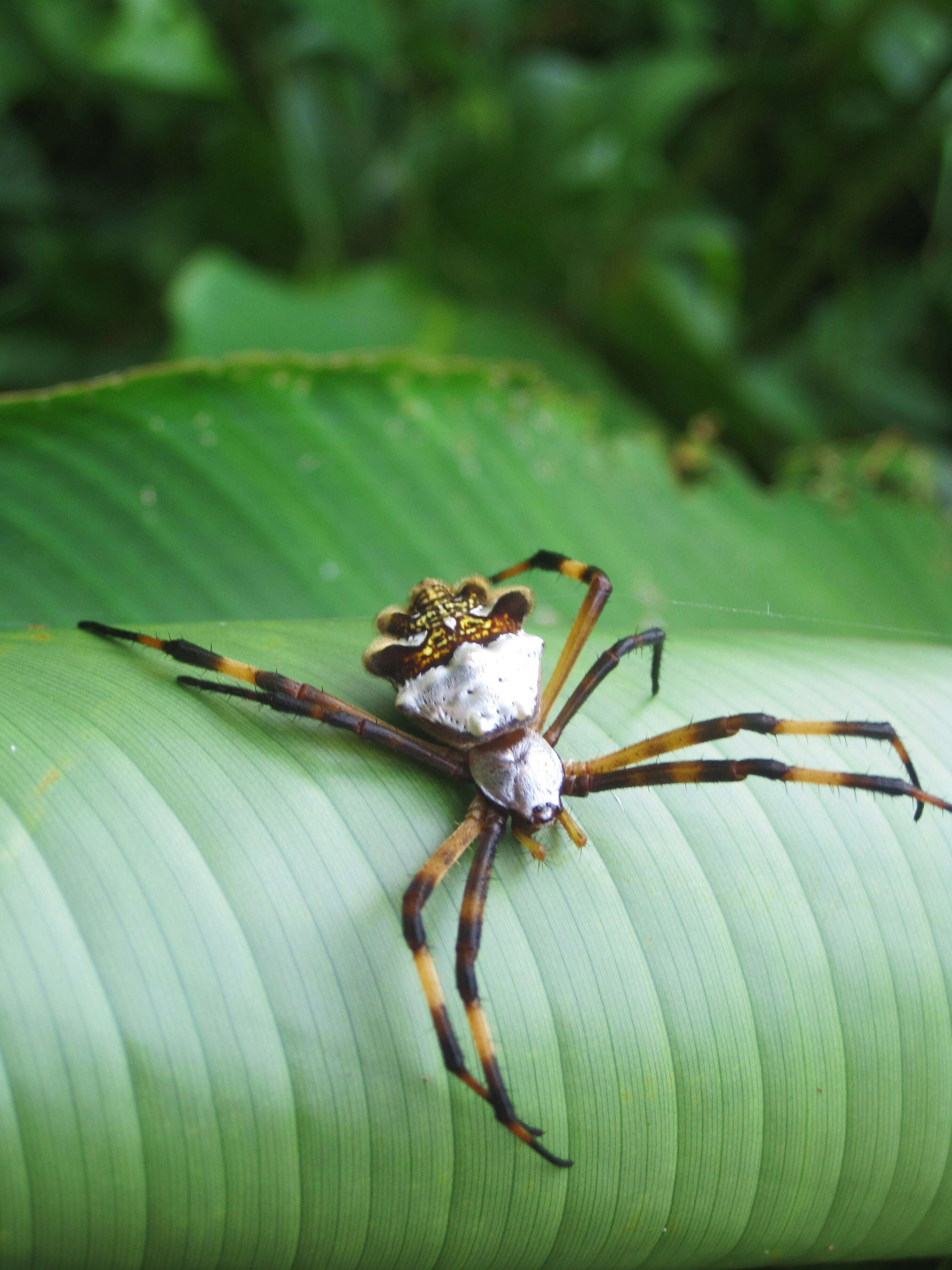 Image of Silver Argiope