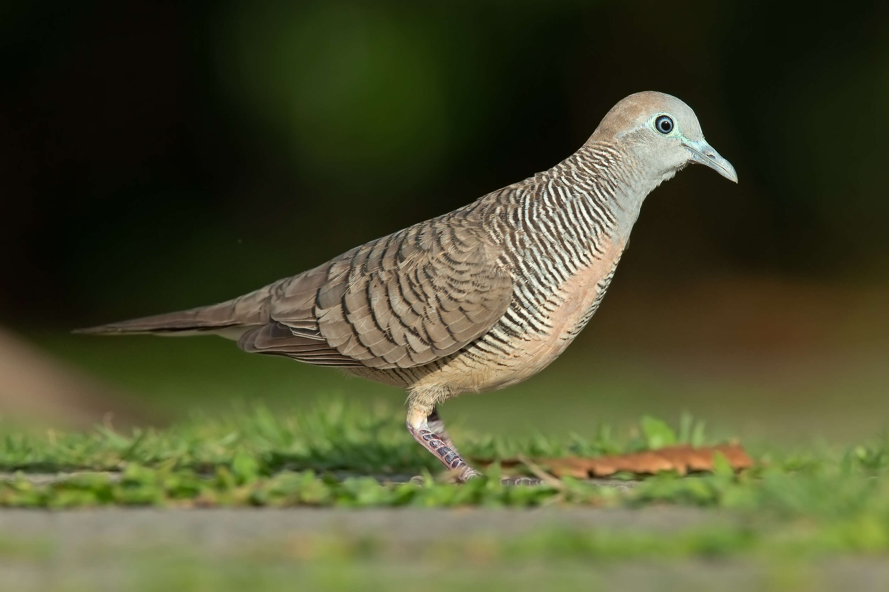 Image of Zebra Dove