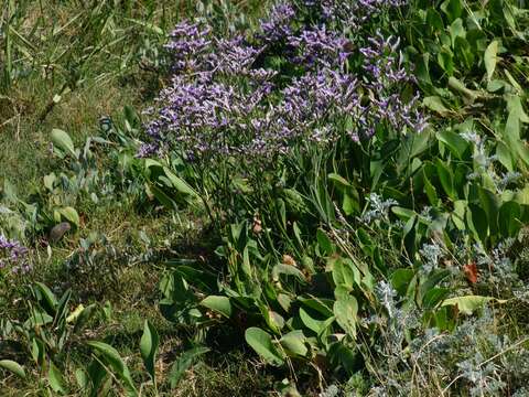 Image of Mediterranean sea lavender