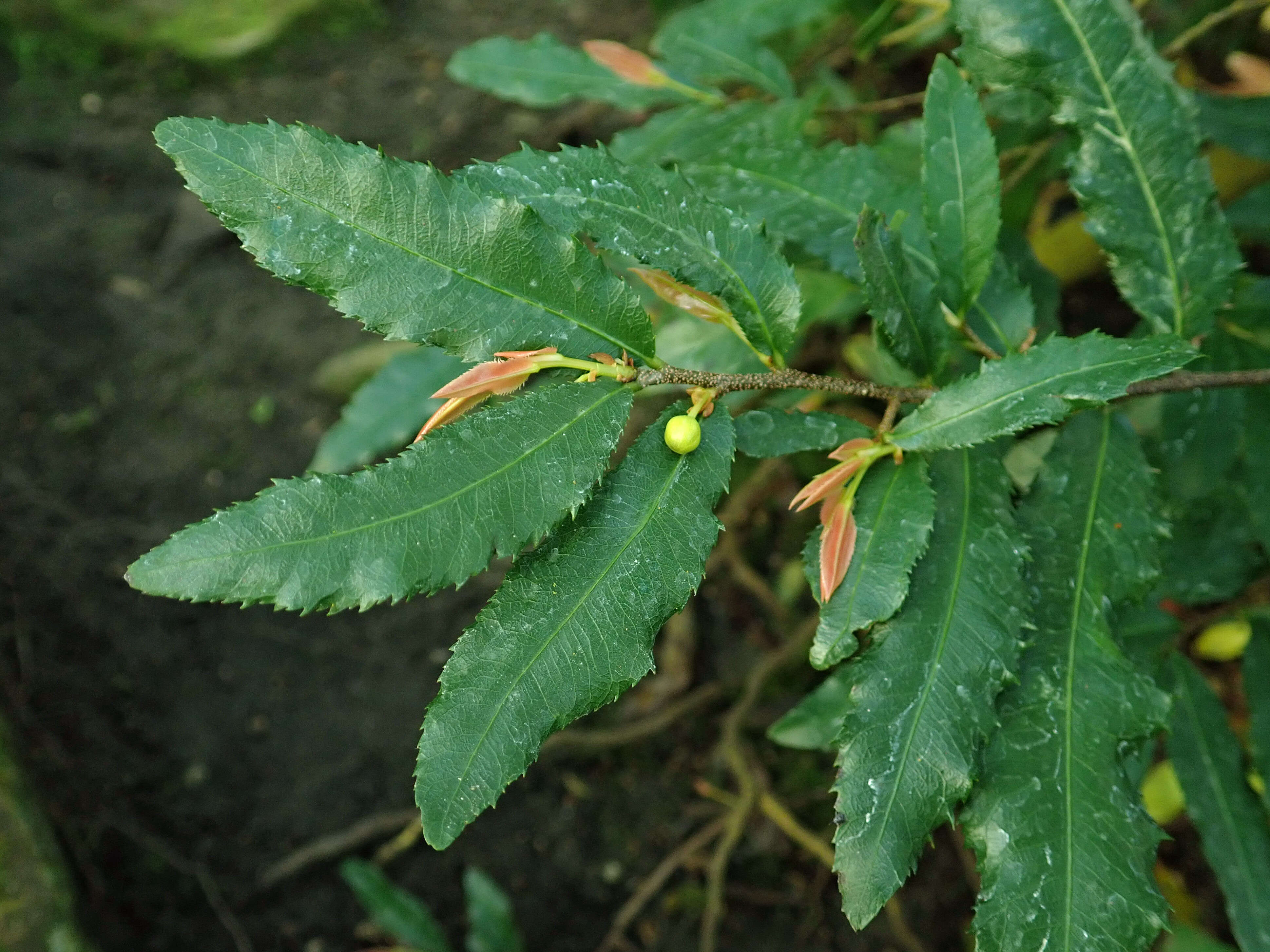 Image of Mickey Mouse plant